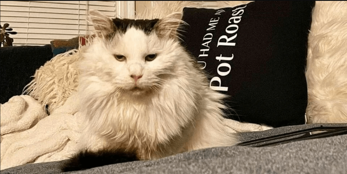 tiktok上95万粉丝的网红猫pot roast去世