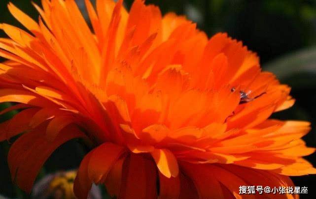 十二生肖中 2月10日和好财运不期而遇 霉运无从下手的生肖 生活 生意 成功