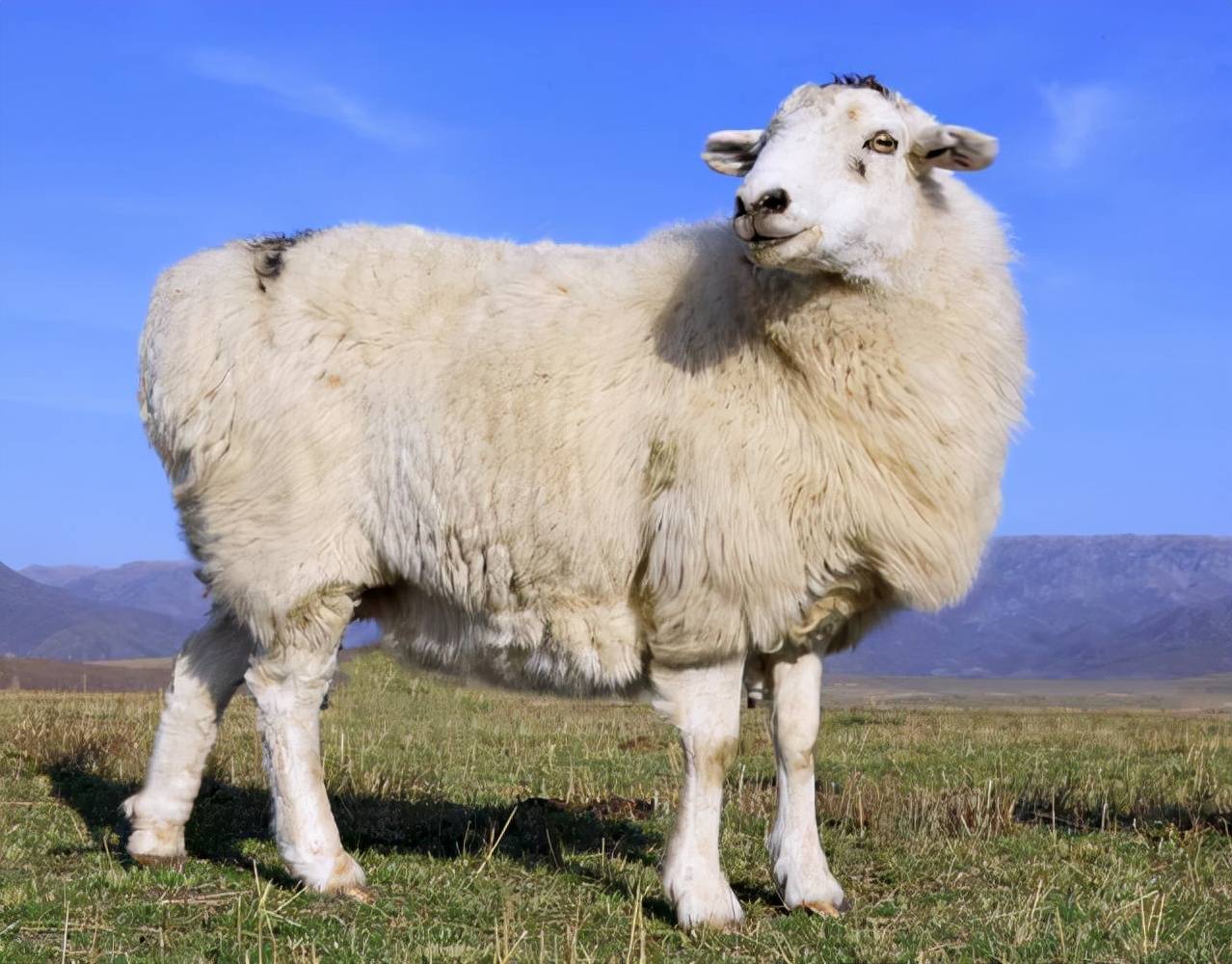 怀孕母羊腹泻用什么药怀孕的羊拉肚子吃什么药这样治最安全