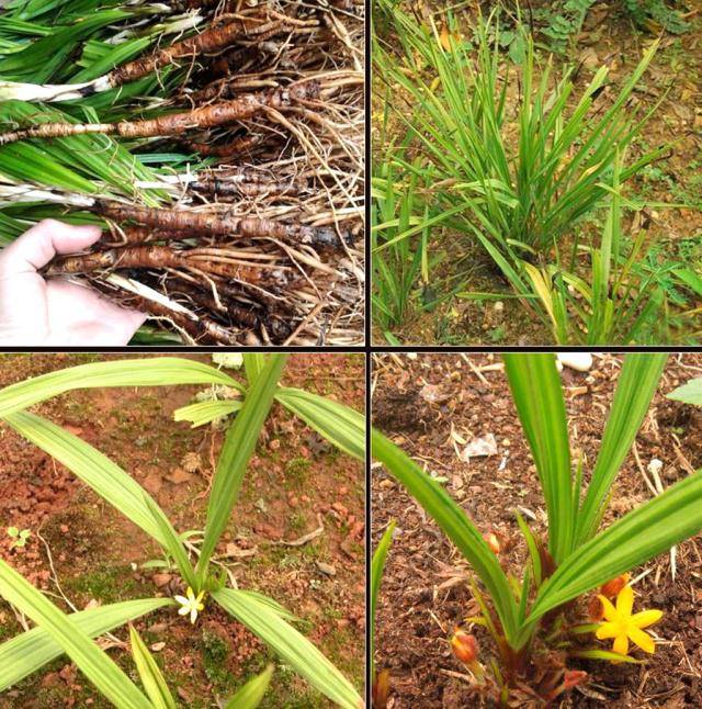 原创农村一种野草外形很仙如今一斤200成天价稀有植物