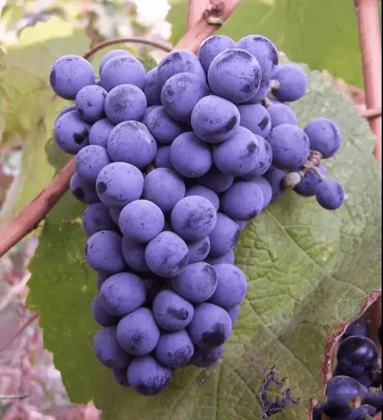 卡赫季|别卡速：豹子号333