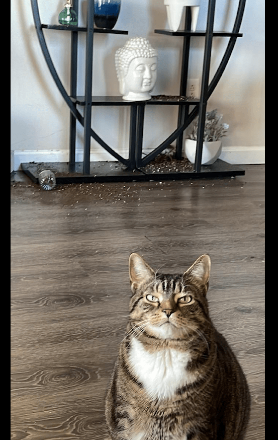 猫咪_主人_事情