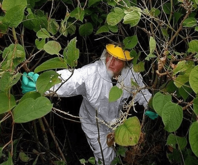 原创日本虎杖入侵多国破坏房屋道路英国每年投入约26亿英镑治理
