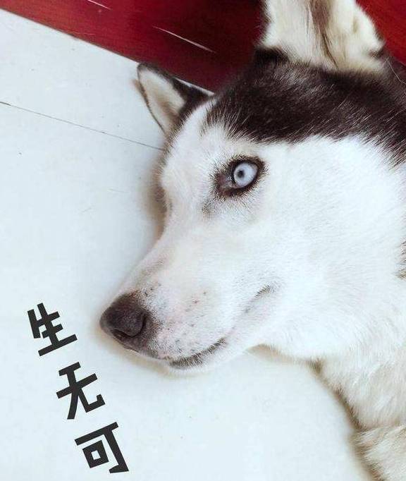 智商5种最难养的狗，不是容易生病就是容易丢，快看你家有没有同款！