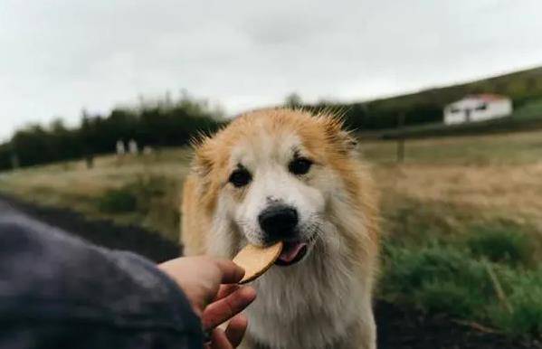 狗吃鸡图片