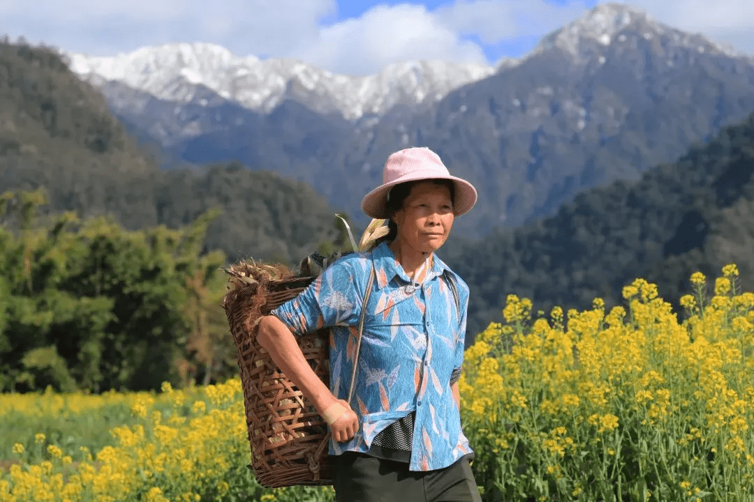 清风|初春腾冲：油菜花开金灿灿，紫云沫雪白皑皑