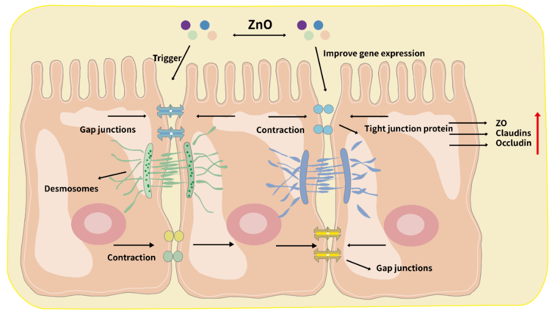 提質增效,保護腸道健康,降低乳仔豬腹瀉的風險_屏障_微生物_機械