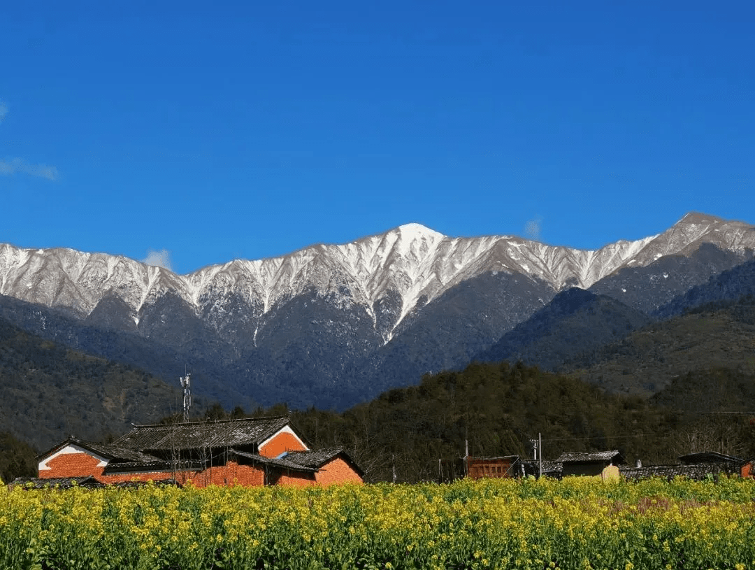 清风|初春腾冲：油菜花开金灿灿，紫云沫雪白皑皑