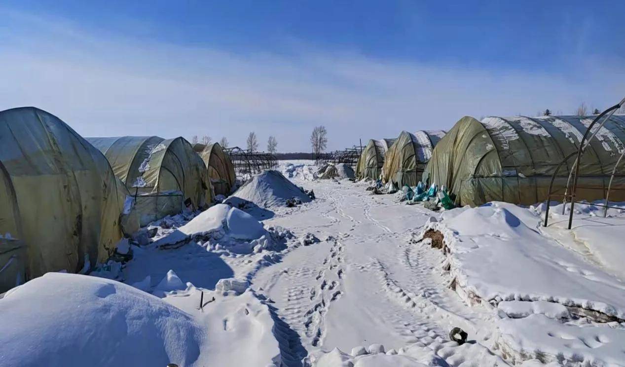 黑龙江绥滨县绥东镇早动手抢农时打好春耕备耕主动仗