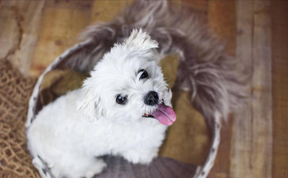 生命|比熊犬的衰老症状，都出现了，那它的年纪很大了