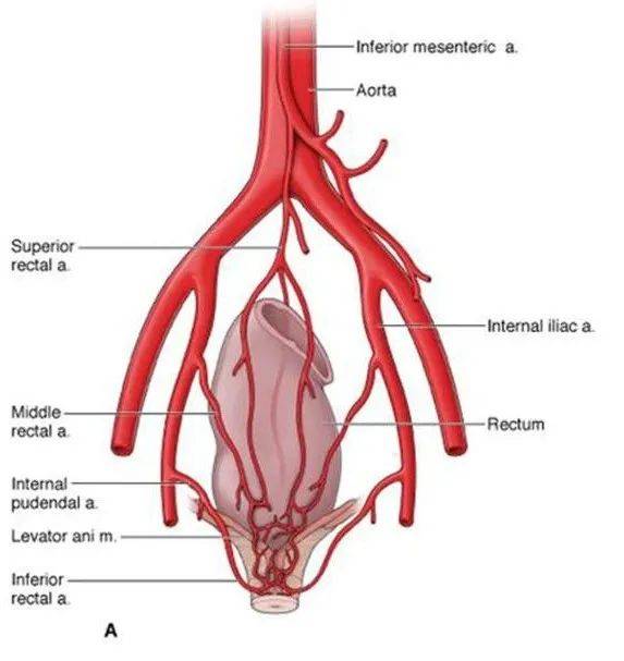 痔疮的责任血管直肠上动脉来自于肠系膜下动脉的分支,走形和分布都