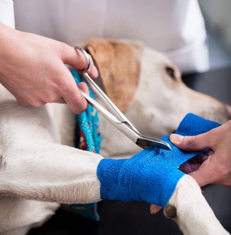 凝胶|为什么有些狗狗不爱？除了纯粹的讨厌外，还有其他原因