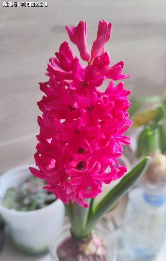 Garden Flowers Recently ll Water Basin Flowers ll 後院花卉與