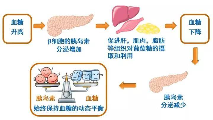 胰岛素是人体内唯一能降低血糖的激素,当人体内胰岛素分泌不足,或机体