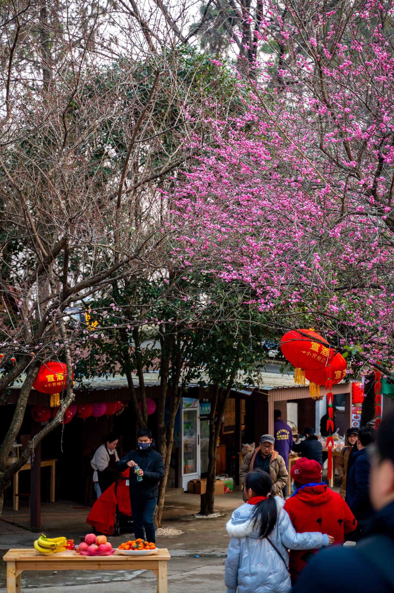 年味|南京赏梅不只有梅花山，溧水傅家边也不要错过，尤其是“夜梅”