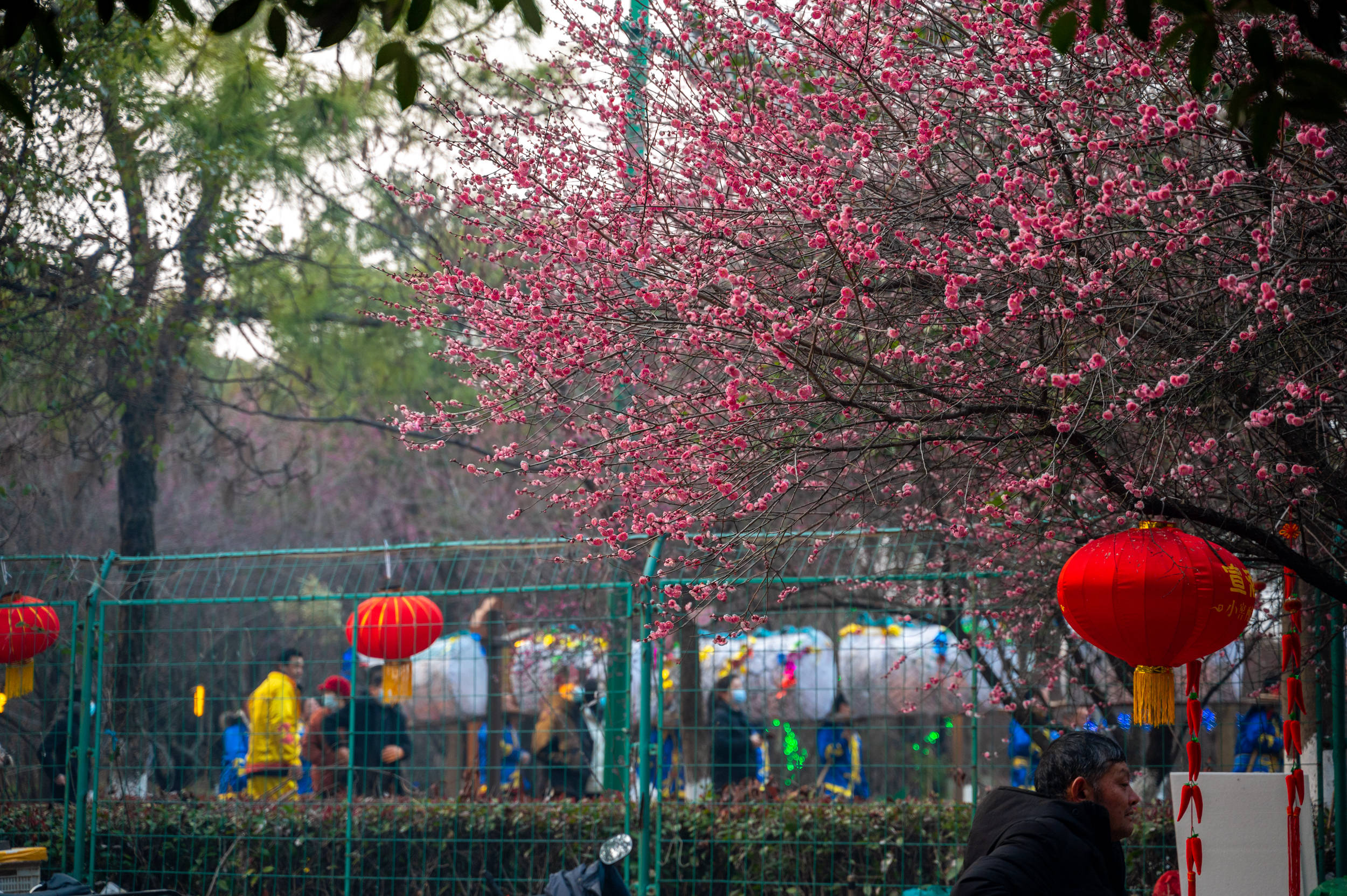 年味|南京赏梅不只有梅花山，溧水傅家边也不要错过，尤其是“夜梅”