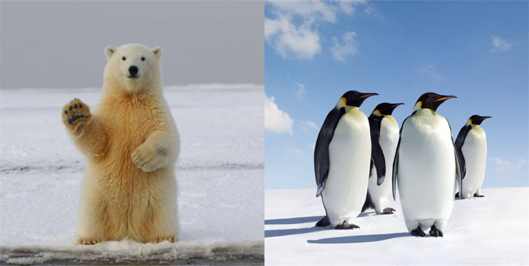 企鹅生长过程的图解图片