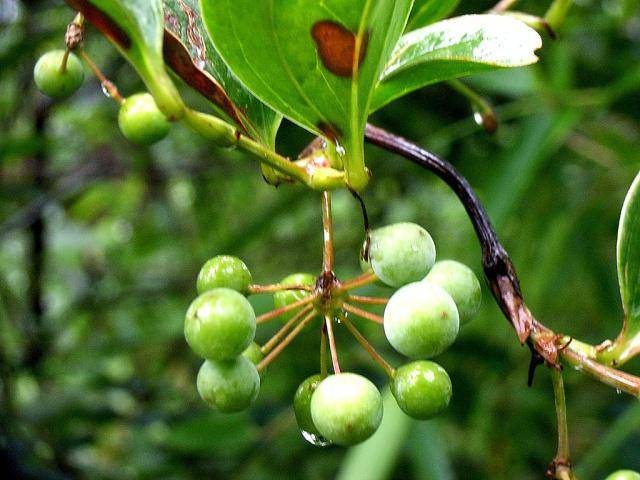 农村一种植物人称铁菱角农民视为杂草城里一斤20元