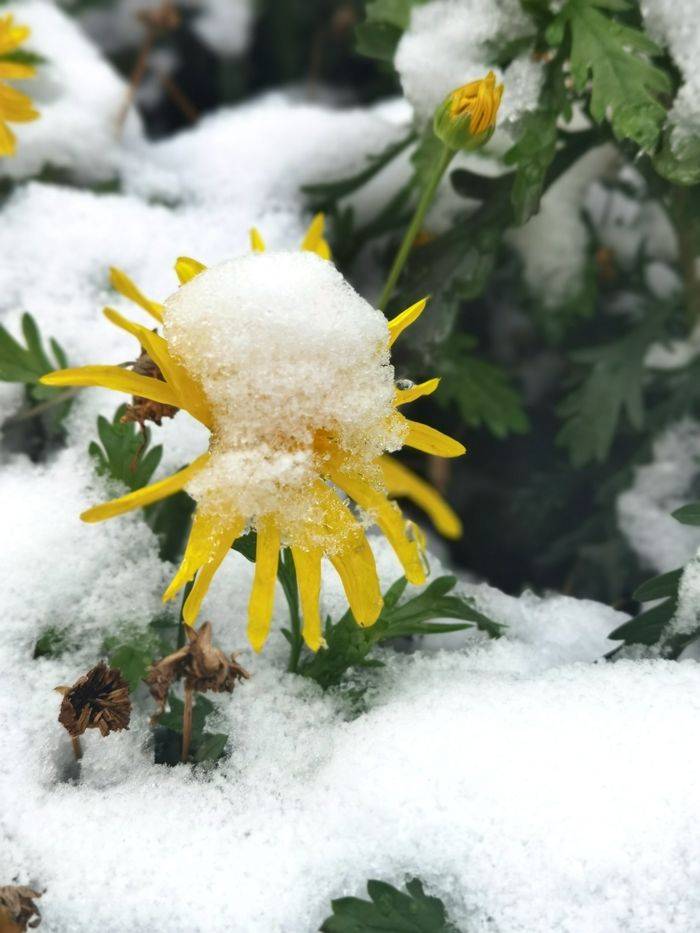 日子|昆明下雪了！春城的雪景真美丽！