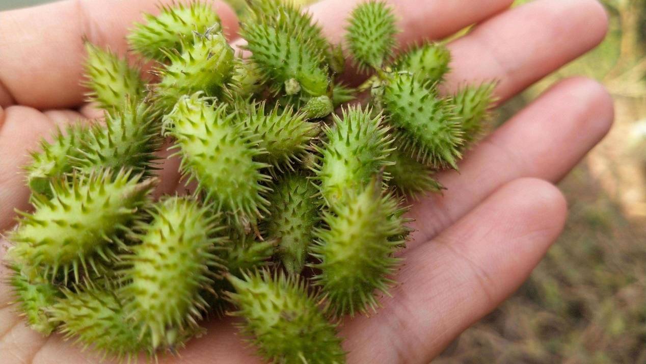 所以有些调皮的男孩子会将苍耳果实粘在女同学的头发上,结果当然是被