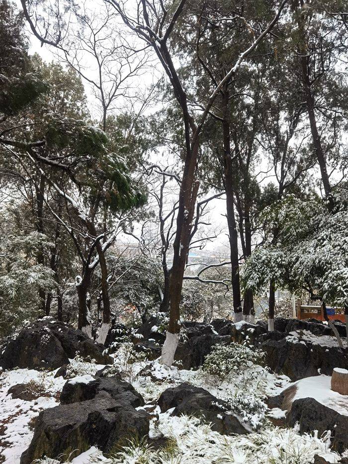 日子|昆明下雪了！春城的雪景真美丽！