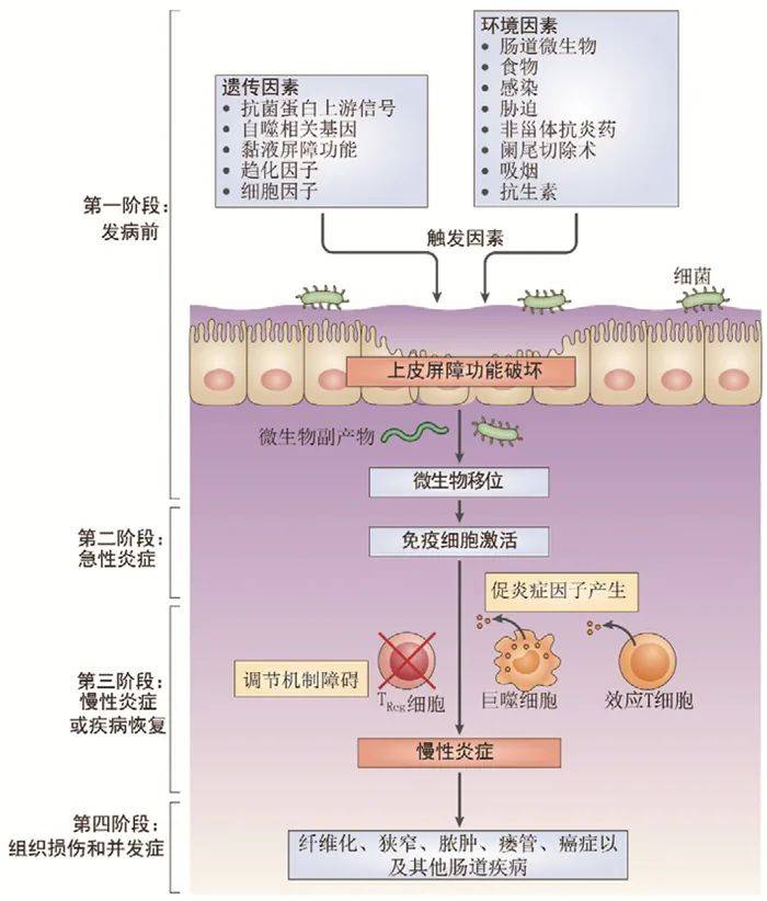 ibd發病機理的概念框架當上皮屏障被破壞後,腸腔中的微生物抗原(大