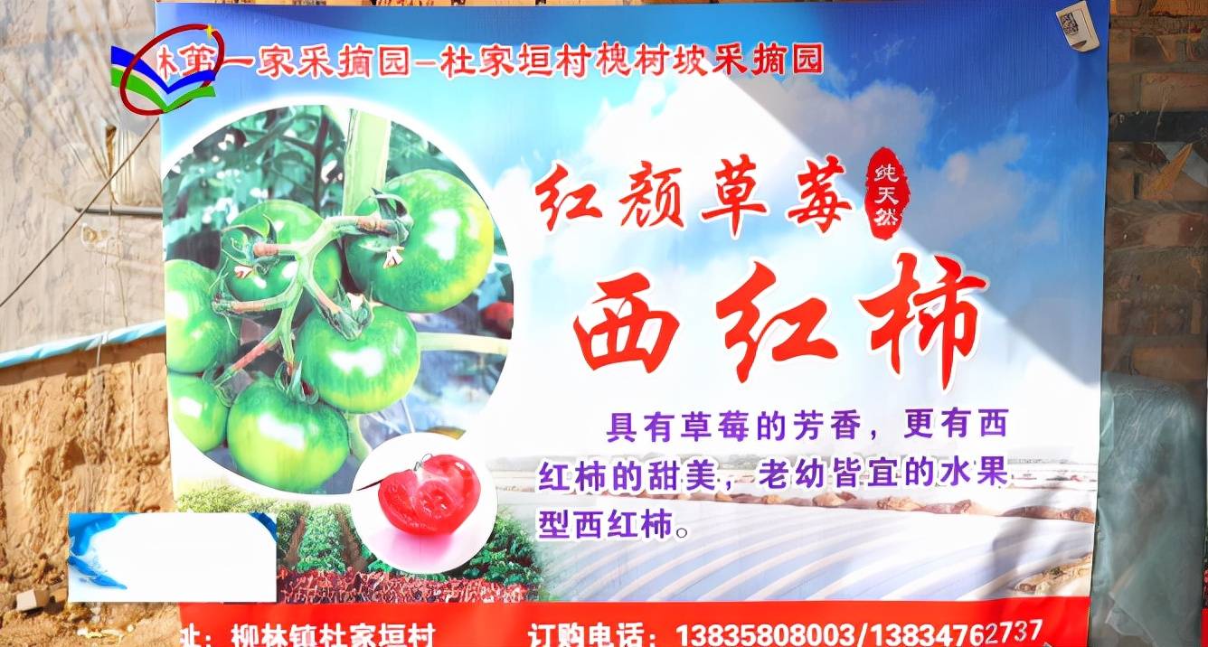 游客|柳林杜家垣：踏春好时节 近郊采摘乐