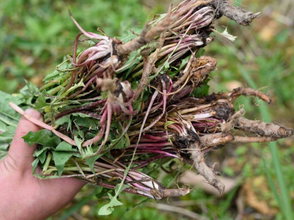 在春季时,蒲公英刚长出来的幼苗及嫩茎叶可以作为野菜来吃,味道甘中带