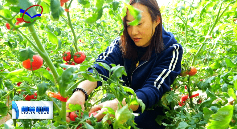 游客|柳林杜家垣：踏春好时节 近郊采摘乐