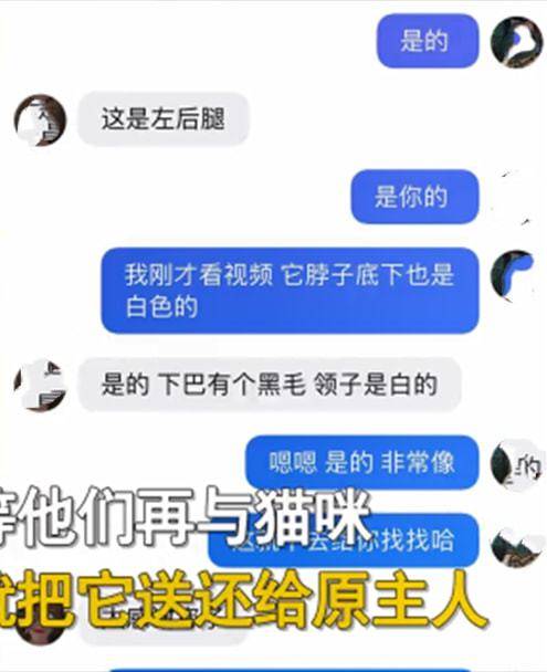 猫咪妻子坚决不同意养猫，隔了几天后却变了个人：完全沦陷了呀