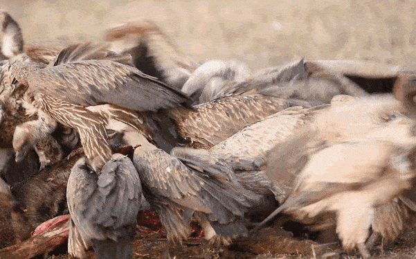 这类动物特殊的胃部环境,让他们即使吃到含有大量细菌和真菌的腐肉时