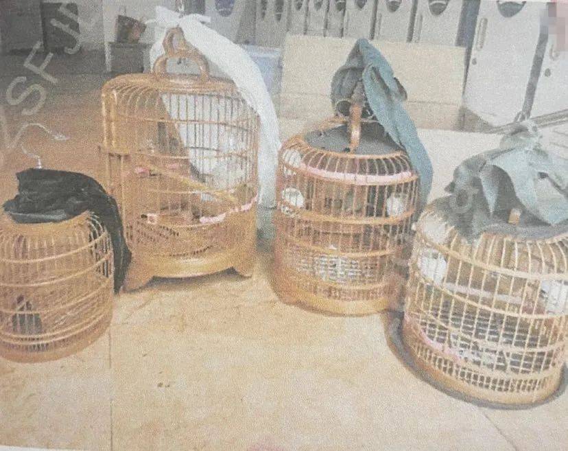 出售4只画眉鸟结果被判刑了