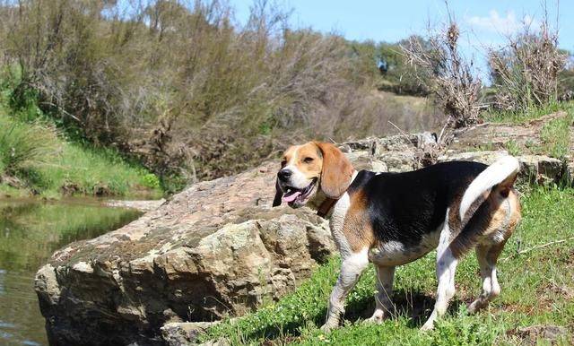 原创比格犬外形可爱为什么养的人并不多其实是因为以下缺点
