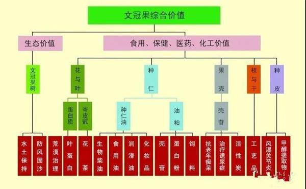 在宁夏压砂地发展文冠果产业的建议 神经 树种 种植