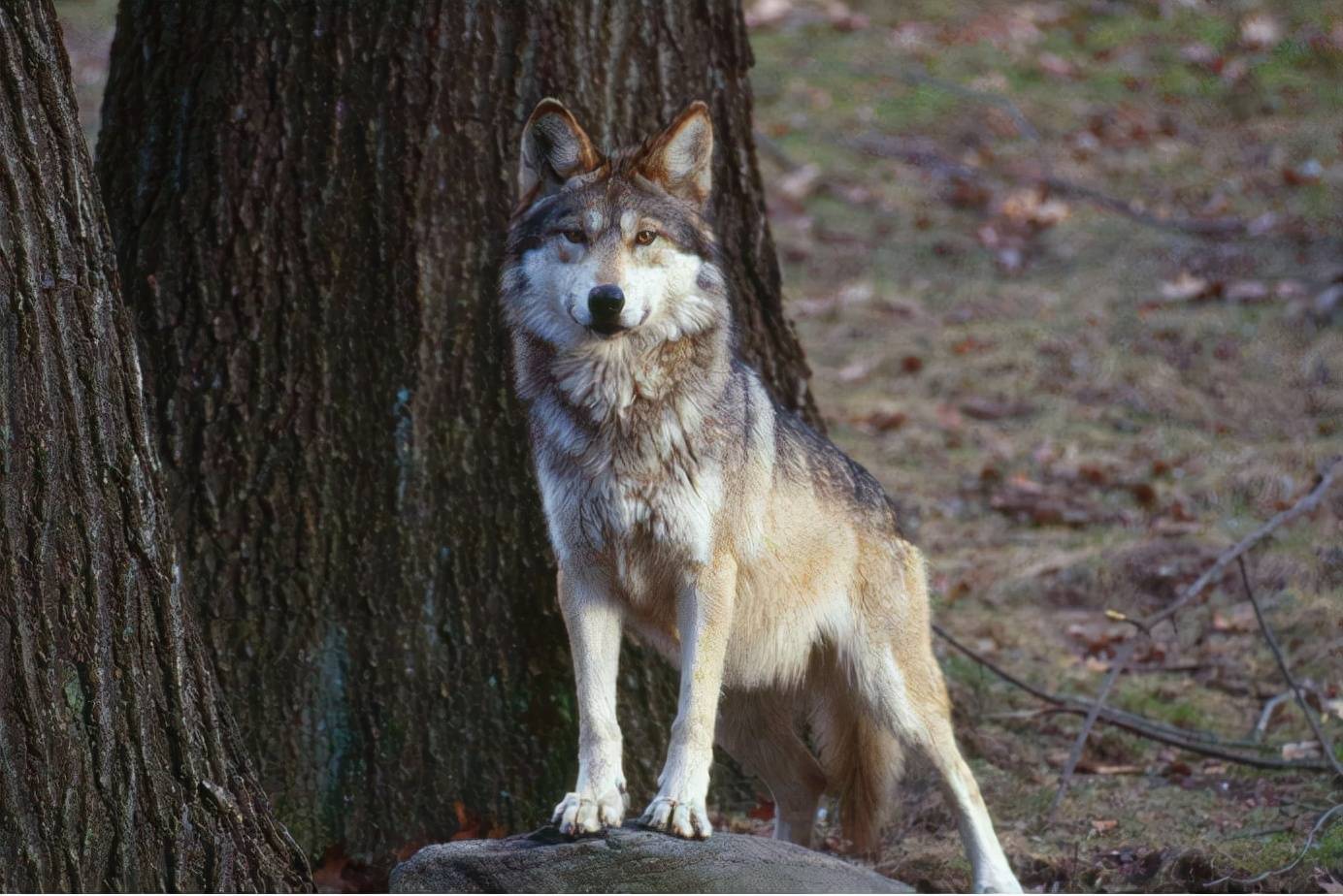 原创内蒙古女子取快递路上被野狼尾随野外遇狼该如何自救