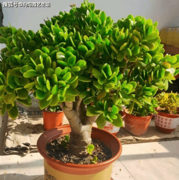 原创玉树还能开花10年的玉树长得胳膊粗花苞爆开很美