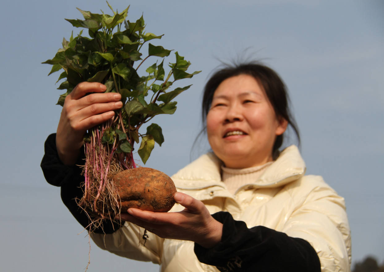 山西阳城:春耕备耕育苗忙_红薯_金田_植物