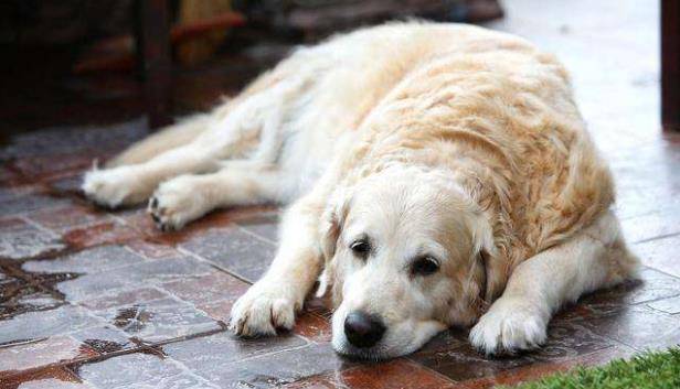 宠物|养狗人最容易患的“7种病”，劝你定期体检