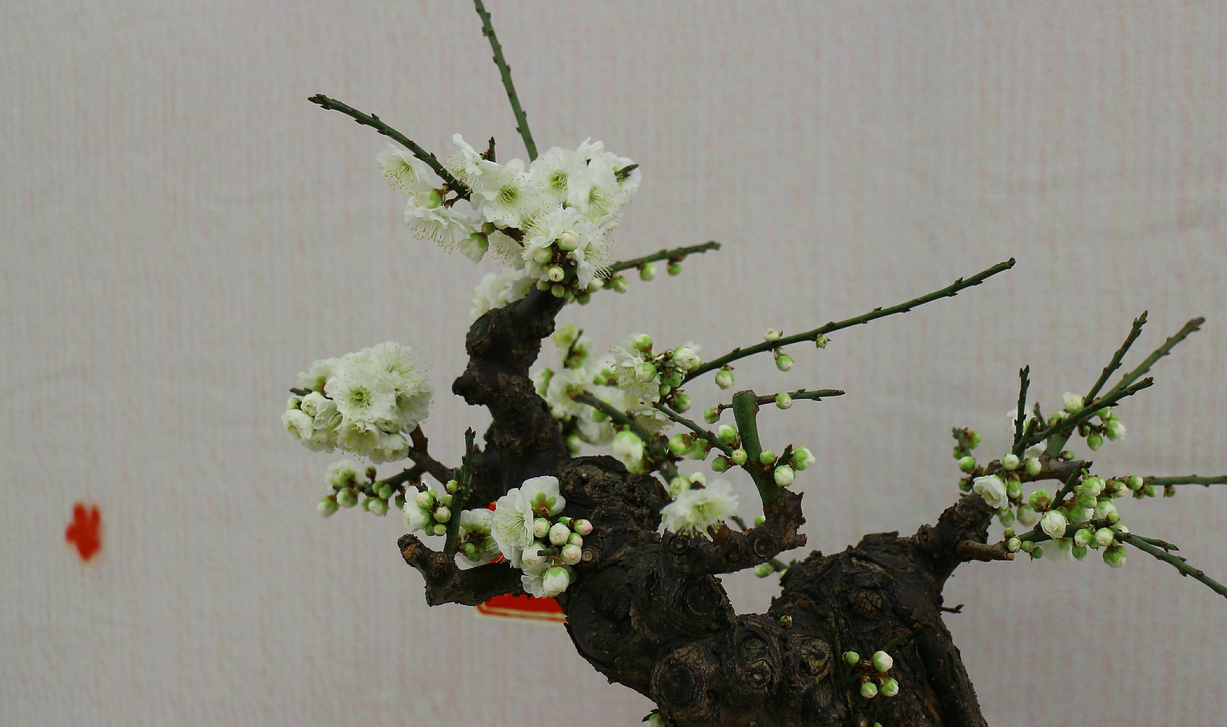 梅不过寸 浅谈盆栽梅花花后修剪的长度 花枝 叶芽 花芽