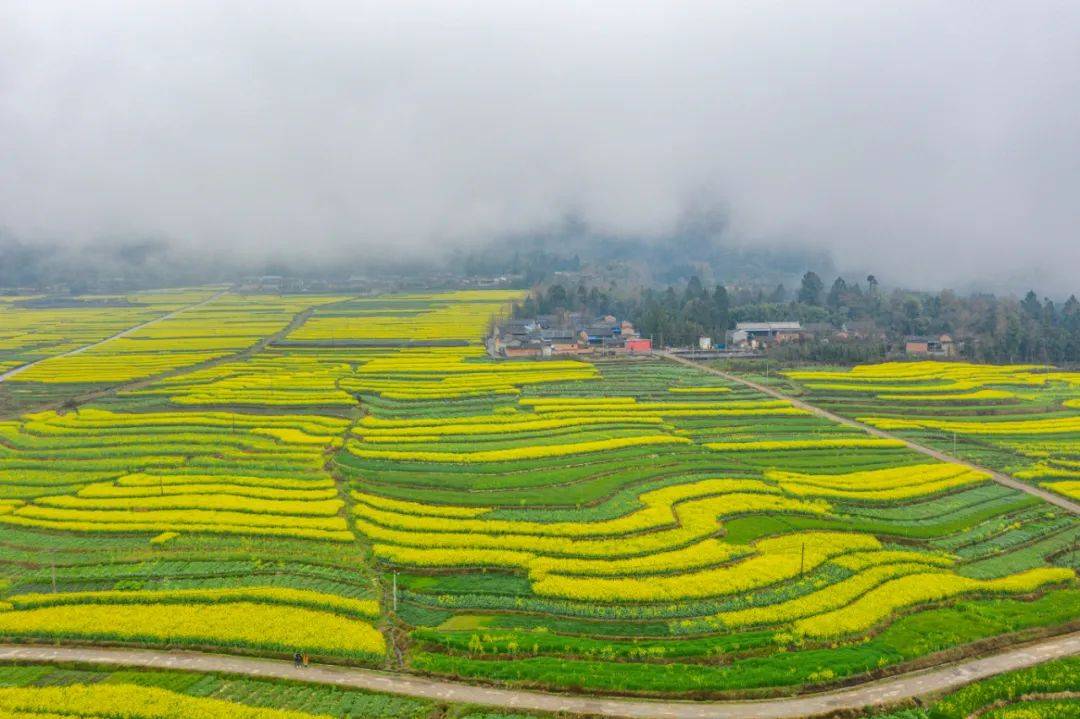 油菜花|【人民网图集】云南腾冲15万亩的油菜花已经绽放，你还不来？