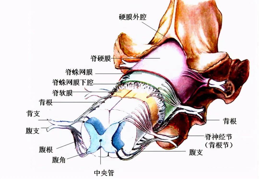 肿瘤|双脚痛且温觉减退 竟是椎管里长了瘤