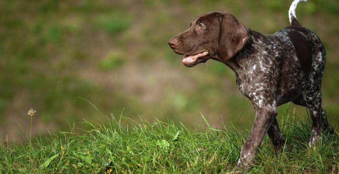 百科| 德國短毛指示獵犬,戶外人必備的全能槍獵犬_棕色_gundog_german