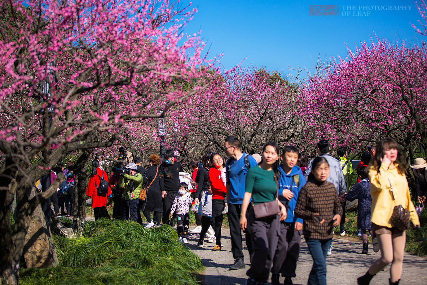 杭州最火赏梅地，两棵千年古梅开花游客蜂拥而至，风头盖过西湖