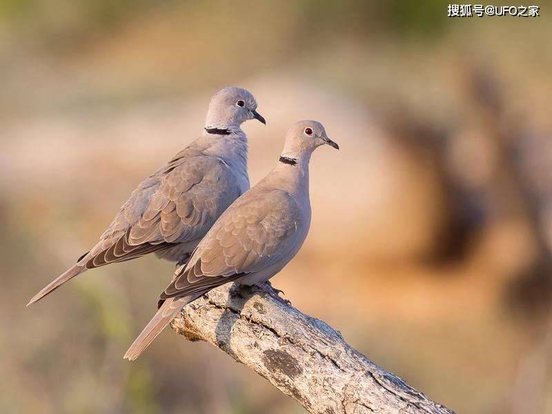 在我国随处能见到野生斑鸠但为何很少会看到斑鸠巢穴