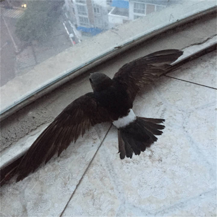 连飞10个月不落地的雨燕累了就边飞边睡它们是如何做到的