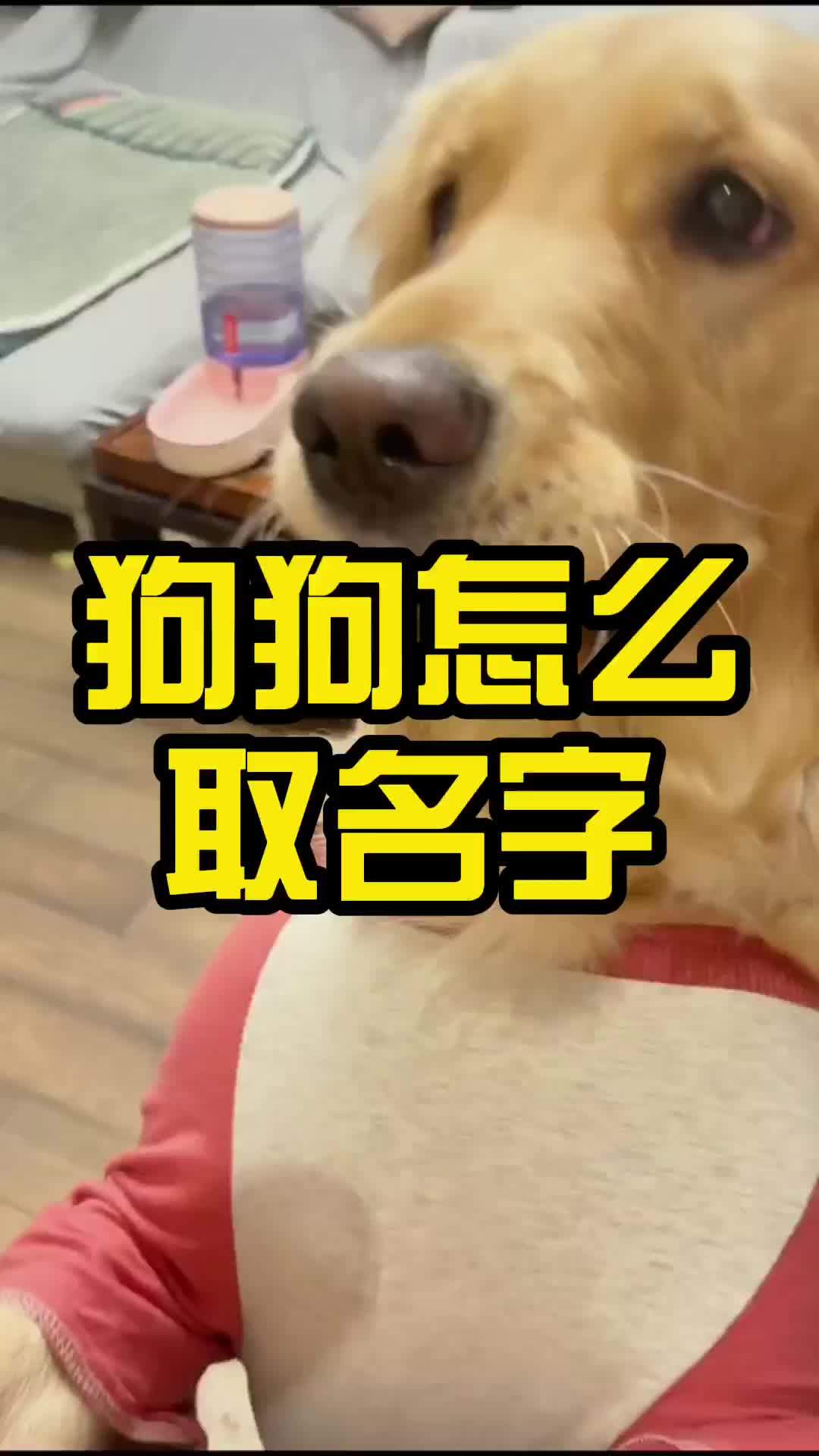 狗狗怎么取名字