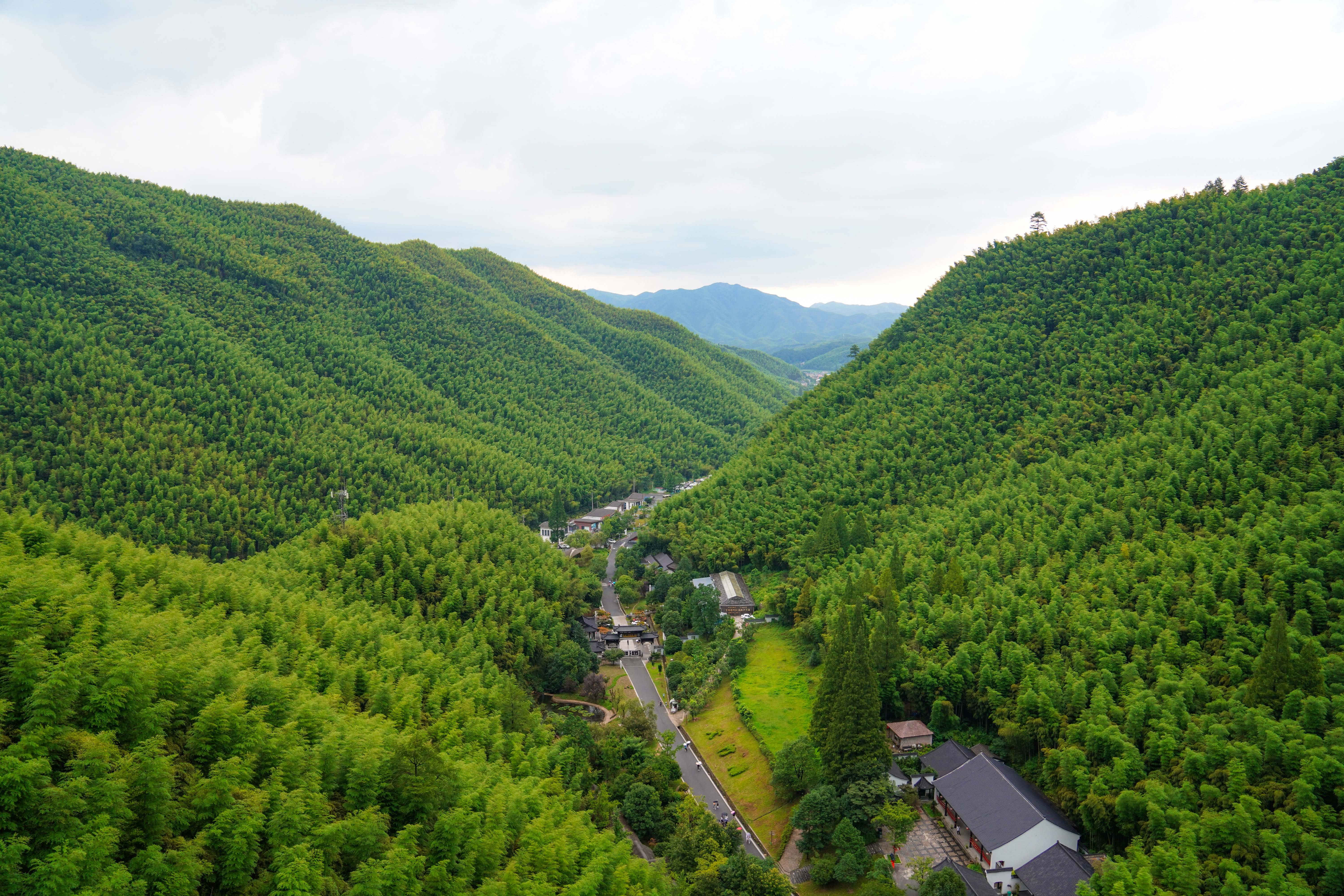 春到大竹海!春水春林万物生,漫山遍野逢春笋!