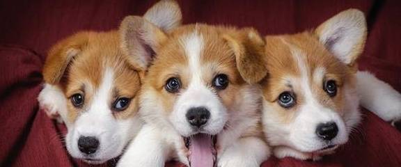 精力|如何俘获狗狗的心，今天把压箱底的几招告诉你