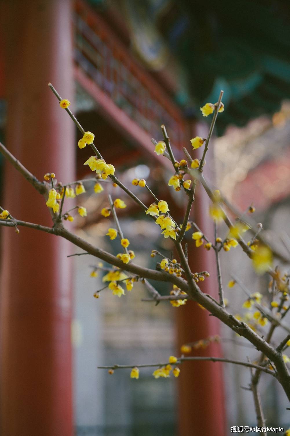 腊梅花开了!北京市区内赏花推荐:小巧精致的月坛公园