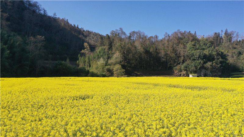 文山三月 人隨春好_油菜花_平壩鎮_鄉村